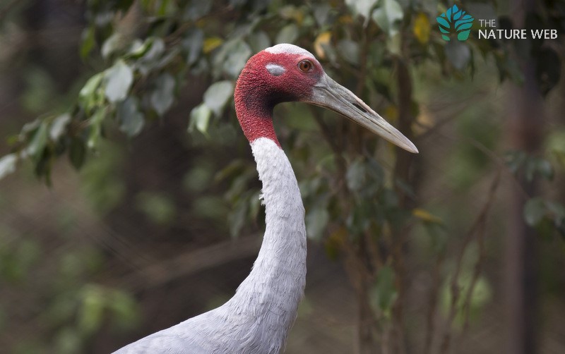 Sarus Crane